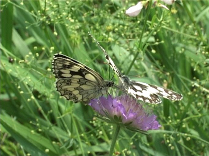 Schachbrettfalter ( Melanargia galathea ) : Das Weibchen ( rechts im Bild ) im Anflug. An der Mosel, Biotop, 28.06.2005